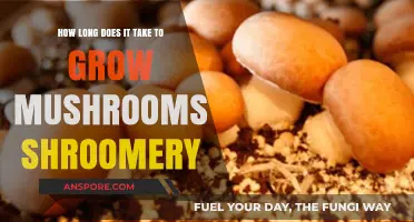 Growing Mushrooms: Shroomery Timeline for Optimal Harvest Success