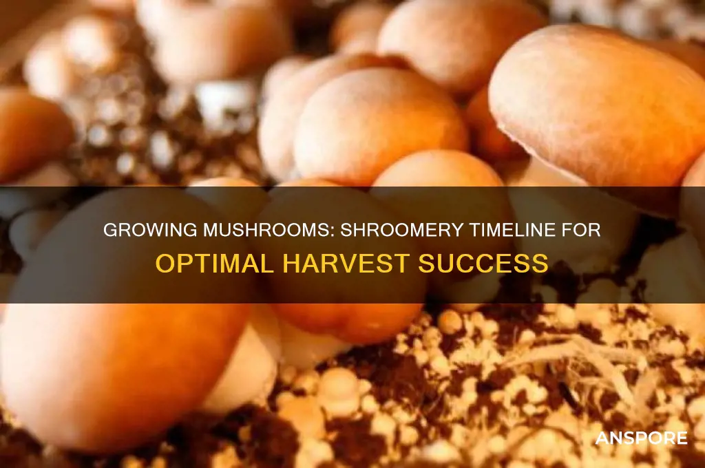how long does it take to grow mushrooms shroomery