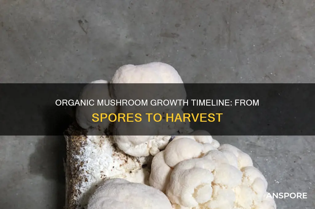 how long does it take to grow organic mushrooms