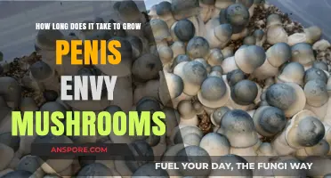 Growing Penis Envy Mushrooms: Understanding the Cultivation Timeline