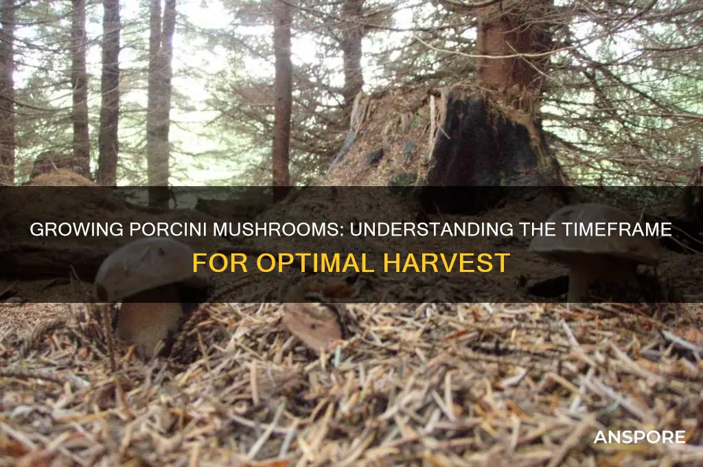 how long does it take to grow porcini mushrooms