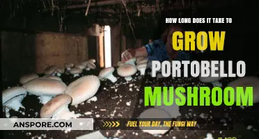 Growing Portobello Mushrooms: Understanding the Timeframe for Optimal Harvest