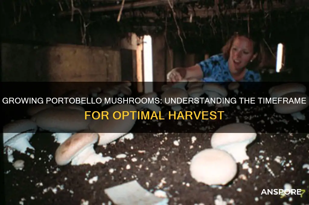 how long does it take to grow portobello mushrooms