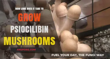Growing Psilocybin Mushrooms: Understanding the Timeframe for Cultivation