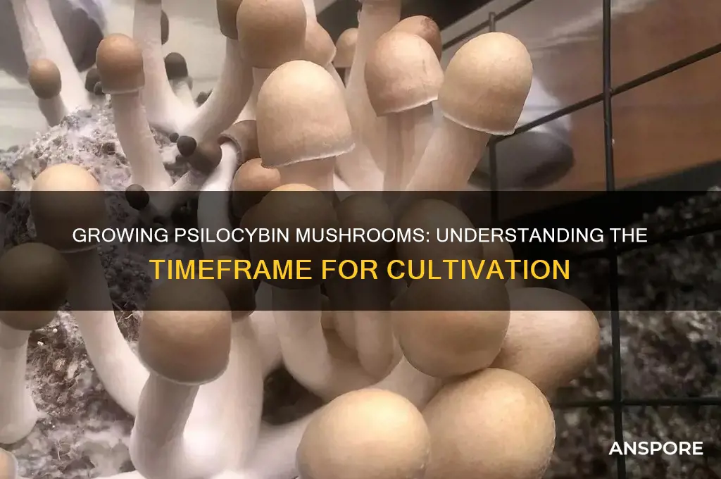 how long does it take to grow psiocilibin mushrooms