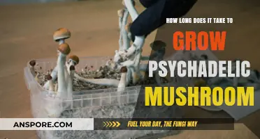 Growing Psychedelic Mushrooms: Understanding the Timeframe for Cultivation
