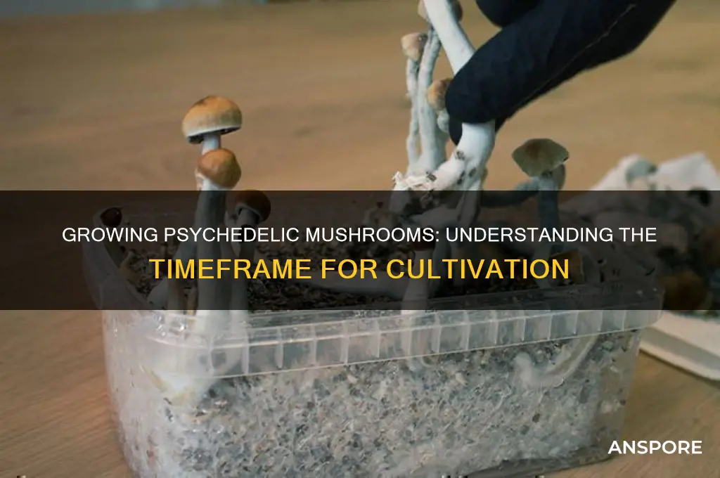 how long does it take to grow psychadelic mushrooms