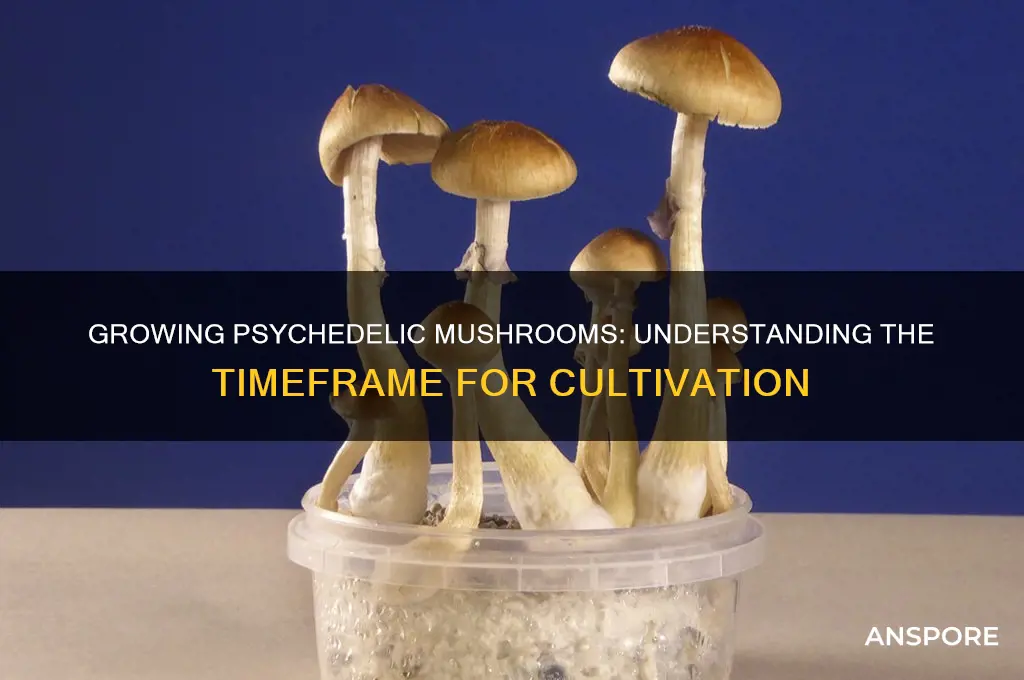 how long does it take to grow psychedelic mushroom