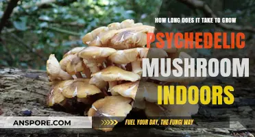 Growing Psychedelic Mushrooms Indoors: Timeframe and Cultivation Tips