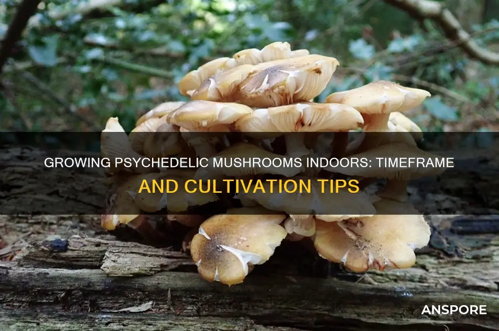 how long does it take to grow psychedelic mushrooms indoors