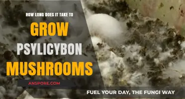Growing Psilocybin Mushrooms: Understanding the Timeframe for Cultivation