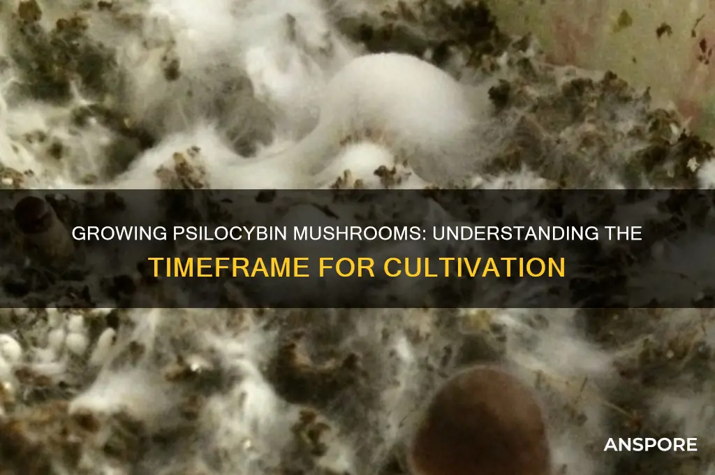 how long does it take to grow psylicybon mushrooms