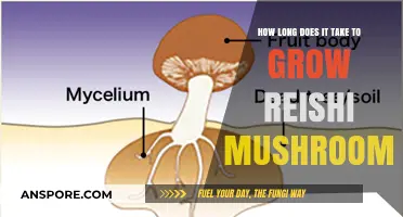 Growing Reishi Mushrooms: Understanding the Timeframe for Optimal Harvest