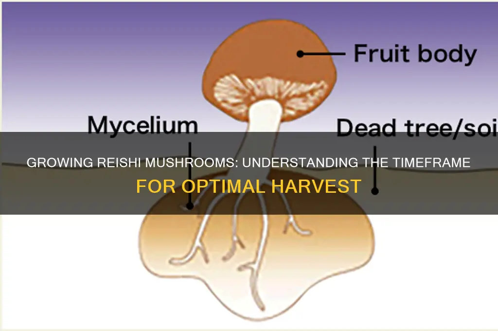 how long does it take to grow reishi mushrooms