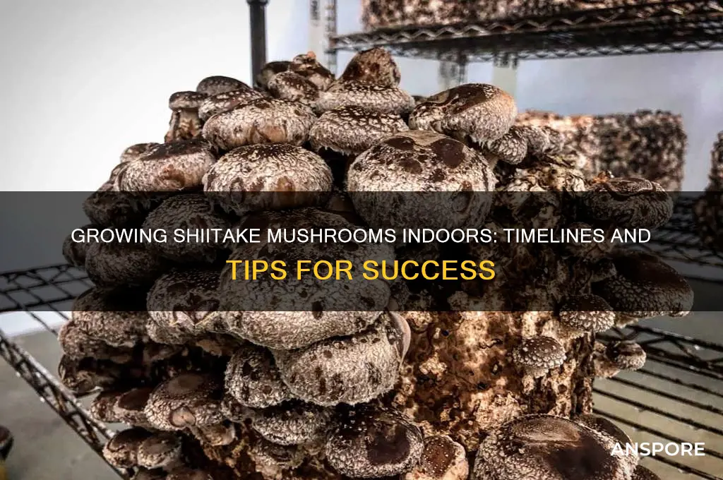 how long does it take to grow shiitake mushrooms indoors