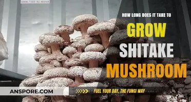 Growing Shiitake Mushrooms: Understanding the Timeframe for a Bountiful Harvest