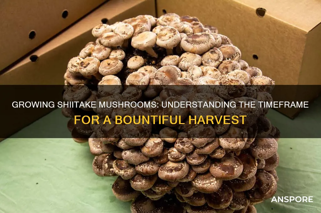 how long does it take to grow shitake mushrooms