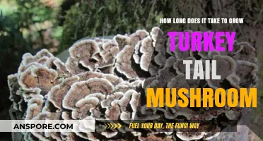 Growing Turkey Tail Mushrooms: Understanding the Timeframe for Optimal Harvest