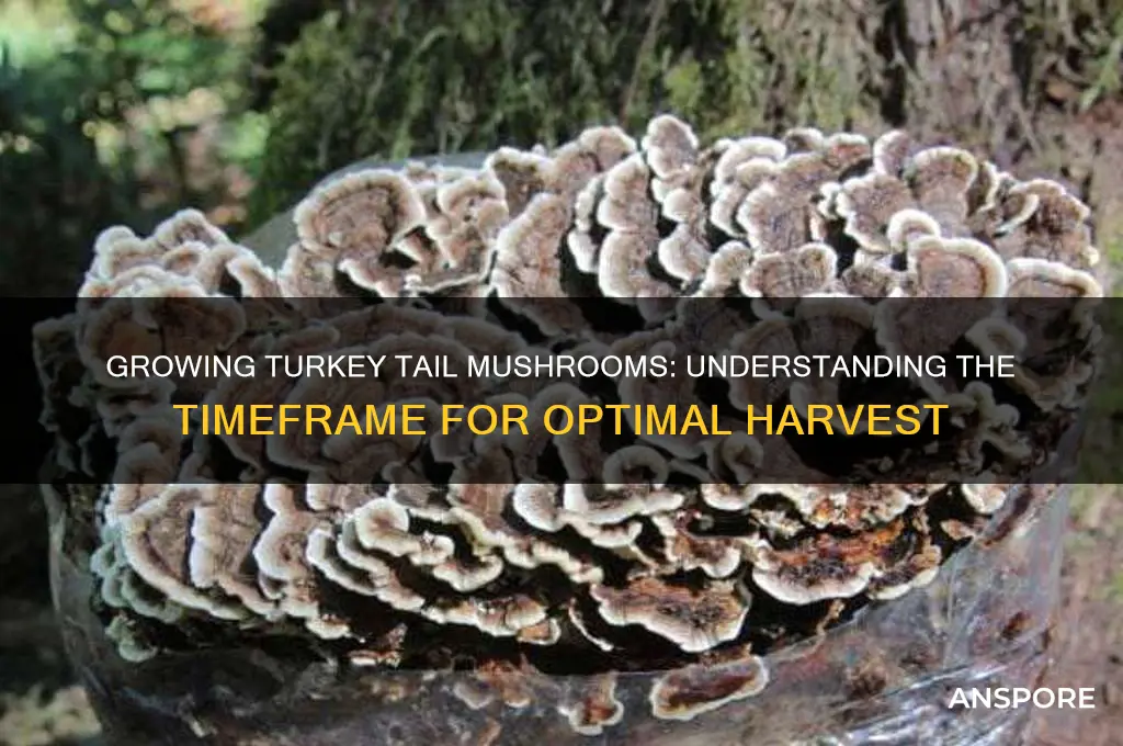 how long does it take to grow turkey tail mushrooms