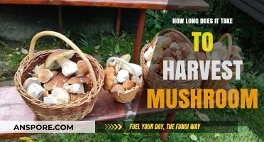 Mushroom Harvest Timeline: From Spawn to Fruiting Body Growth