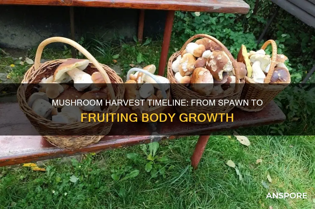 how long does it take to harvest mushroom