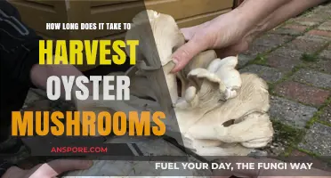 Harvesting Oyster Mushrooms: Understanding the Timeframe for Optimal Growth