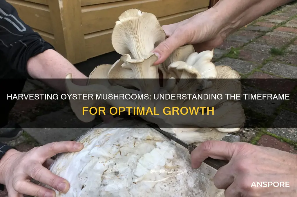 how long does it take to harvest oyster mushrooms