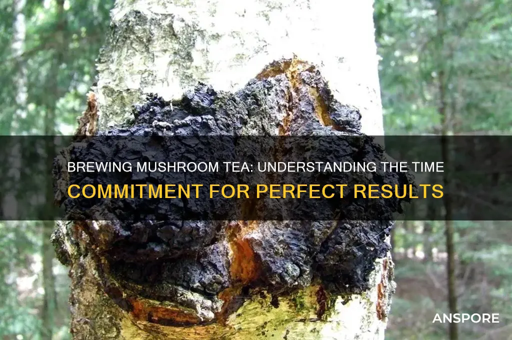 how long does it take to make mushroom tea
