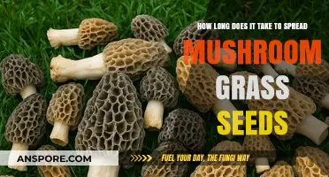 Spreading Mushroom Grass Seeds: Understanding the Timeframe for Growth