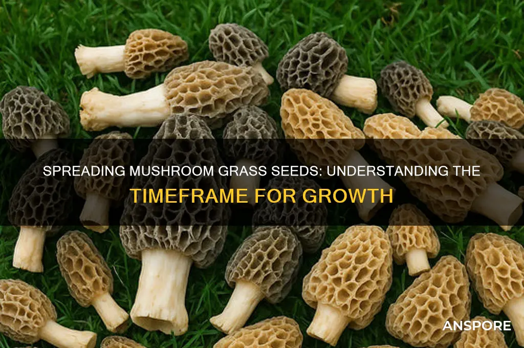 how long does it take to spread mushroom grass seeds
