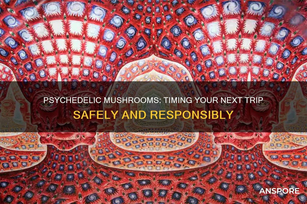 how long does it take to use pyschedlic mushrooms again