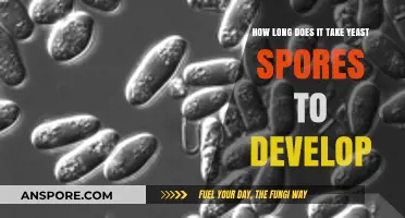 Yeast Spores Development Timeline: Understanding Growth and Factors Affecting Speed