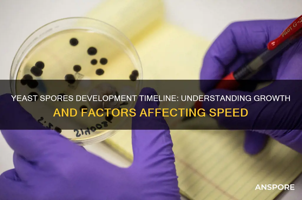 how long does it take yeast spores to develop