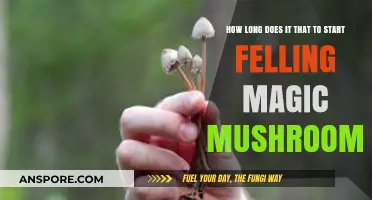 When Do Magic Mushrooms Kick In? A Timeline Guide