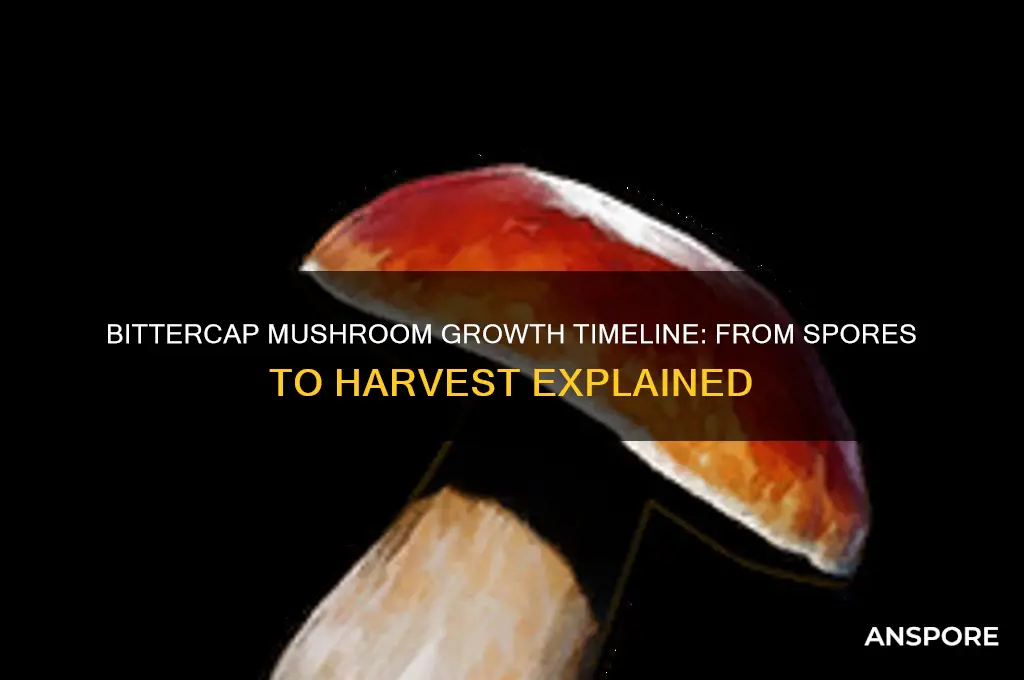 how long does it to grow a bittercap mushroom