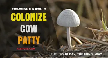 Cow Patty Colonization: Understanding Spores' Growth Timeline in Dung