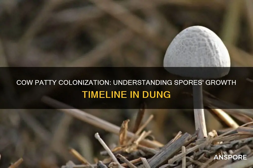 how long does it to spores to colonize cow patty