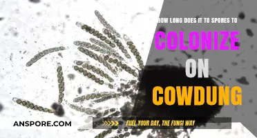 Cow Dung Colonization: Timeframe for Spores to Thrive in Organic Matter