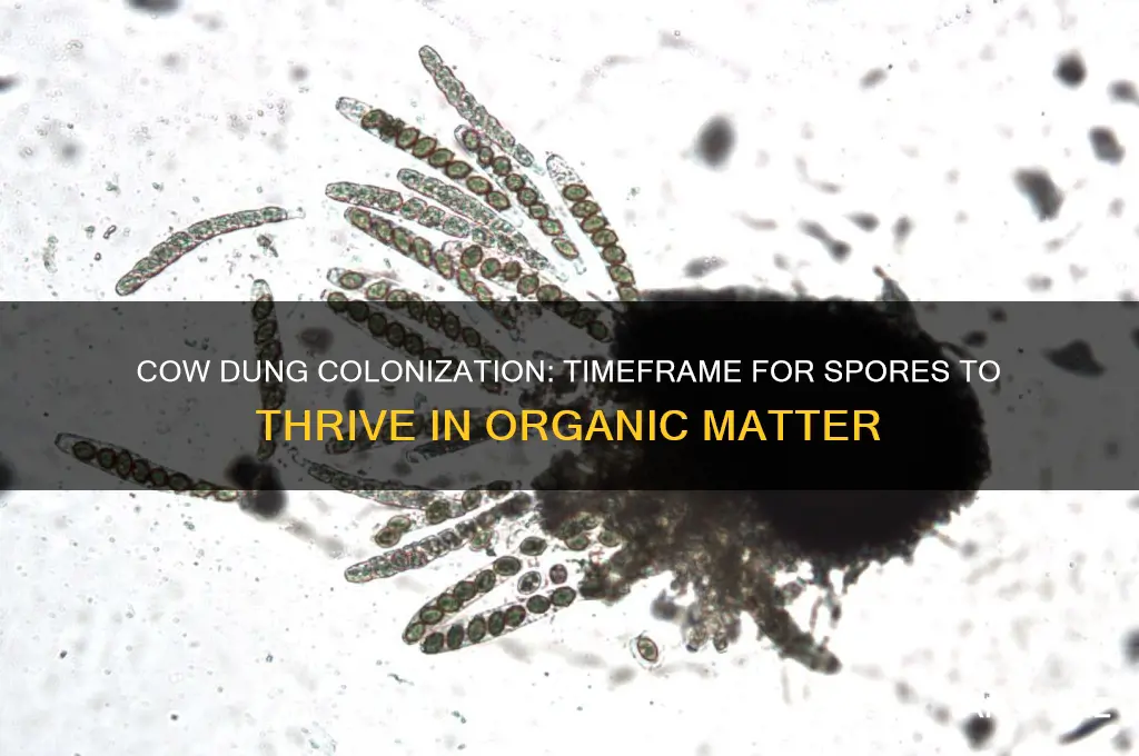 how long does it to spores to colonize on cowdung