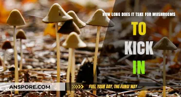 How Long Until Mushrooms Kick In: Timing and Factors Explained
