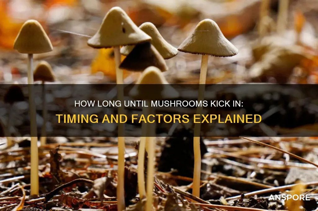 how long does it tske for mushrooms to kick in
