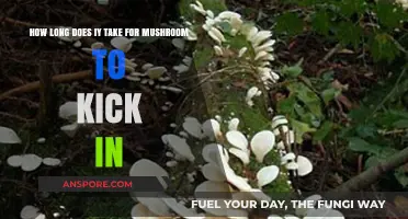 How Long Until Mushrooms Kick In: Timing Your Psychedelic Experience