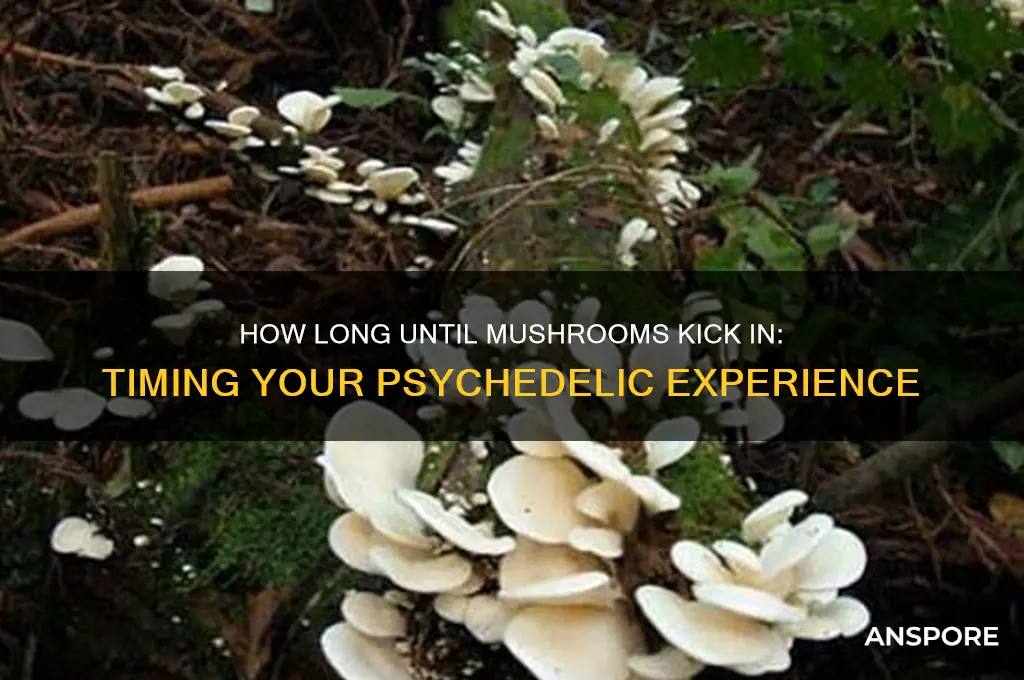 how long does iy take for mushroom to kick in