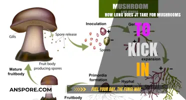 Mushroom Effects Timeline: How Long Until You Feel the Kick?