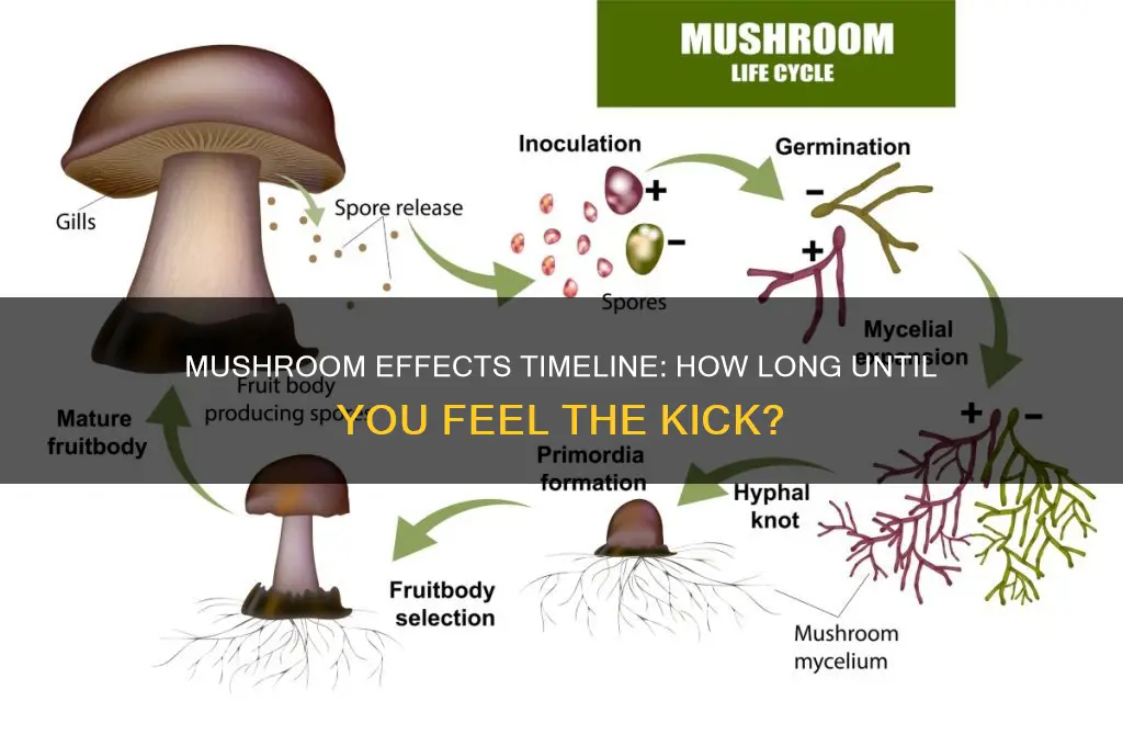 how long does jt take for mushrooms to kick in