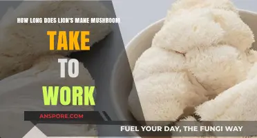 Lion's Mane Mushroom Benefits: Timing and Effects Explained