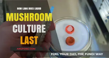 Liquid Mushroom Culture Shelf Life: Duration, Storage, and Longevity Tips
