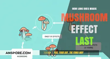 Magic Mushroom Effects: Duration and Factors Influencing Their Longevity