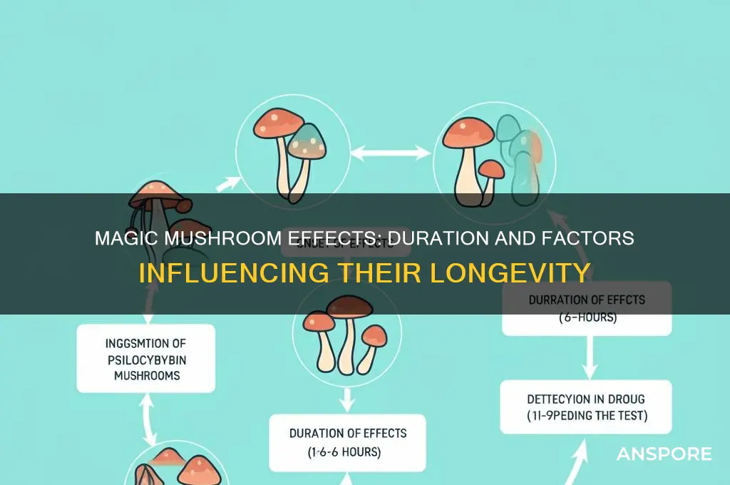 how long does magic mushroom effect last