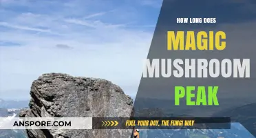 Magic Mushroom Peak Duration: Timing and Effects Explained